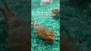 Triops sind Hermaphroditen