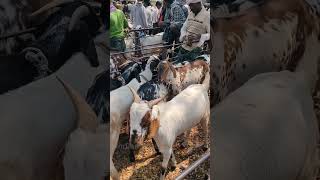 Bakra mandi at APMC yard