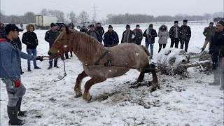 Iapa lui Sâta de la Sugatag,Maramures-Proba de tractiune#2021