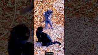 Funny Cats Fight #shortsvideo #shortsyoutube #shortvideos #funny #funnycats #funnyanimals