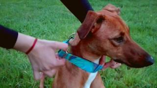 candyPet®  -  How to fit a Martingale dog Collar?