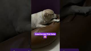 #doglover#labrador#cute#funnydogvideos#funnyvideo#viral#tranding#maakaladla#puresoul#youtubeshorts