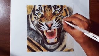 Drawing A Tiger - Animal drawing series 4 - Prismacolor pencils.