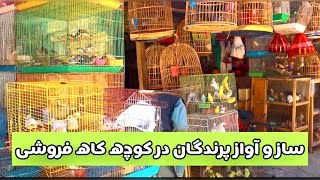 Kaah Froshi old kabul | ساز و آواز پرندگان در کوچه کاه فروشی کابل قدیم