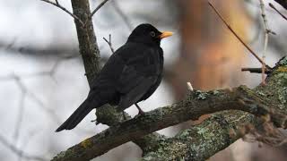 Чёрный дрозд Turdus merula поёт / Song of  Blackbird