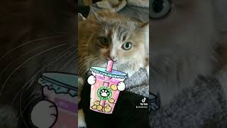 Lilly Boba #fyp #foryoupage #cats