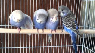 Sapphire and Caelans chicks 1