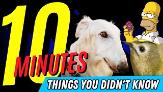 10 MINUTES OF THINGS YOU DIDN'T KNOW 🤯 #22