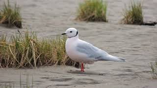 Розовая чайка Rhodostethia rosea / Ross's gull