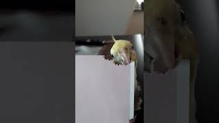 Art and the artist #cockatiel #funnyvideo