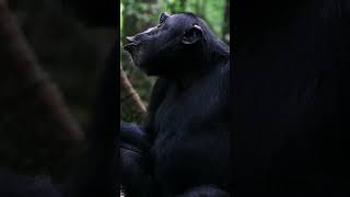 Chimpanzee Habituation Experience Uganda Kibale Forest