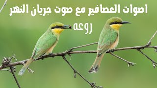 صوت العصافير مع الماء