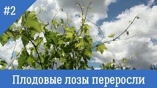 #2. Органический виноградник: обрезка длинных лоз летом