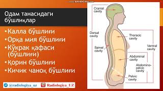 РЕТРОПЕРИТОНЕАЛ СОҲА НУР АНАТОМИЯСИ + ҚОРИН БЎШЛИҒИ ҲАҚИДА