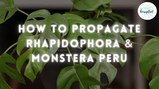 How to Propagate Rhapidophora Tetrasperma & Monstera peru