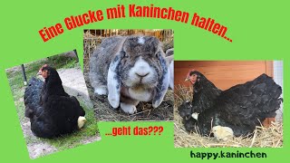 Kaninchen mit Hühnern gemeinsam halten? -Teil 2