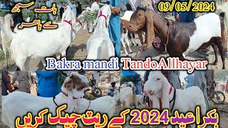 Bakra mandi tandoAllhayar | Latset update today | bakra Eid 2024 | mandi updates | date 09/05/2024