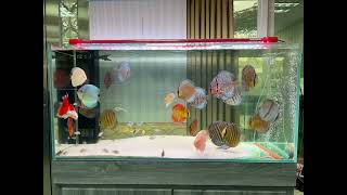 Thw Wild Discus Fish….野生&人工 七彩神仙