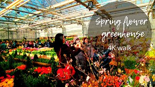 Flower greenhouse walk | Spring flowers in Aptekarskiy ogorod - MSU Botanical Garden