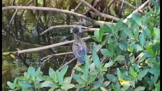 Yellow-crowned Night Heron (22-4058) Release