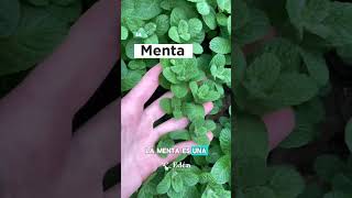 🪴 Plantas repelentes de MOSQUITOS  | Como ahuyentar moscas y mosquitos🦟 #summervibes