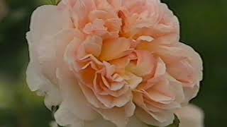 RHS Chelsea Flower Show | 1993 | Full Episode | BBC