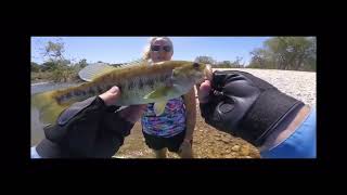 Fly fishing central Texas for white bass on the San Gabriel and Llano River #whitebassonthefly #bass