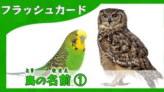 【鳥の名前①】語彙力がどんどん増える知育フラッシュカード＆クイズ