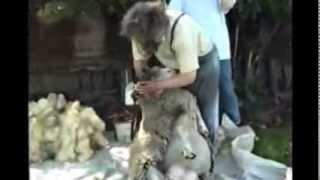 Shearing the sheep