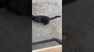 Black kitten