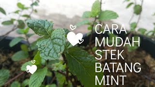 Stek Batang MINT | Mudah & Anti Gagal | Stek Batang Mint dalam Air