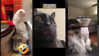 Funny Cats 2024 🐱 #fyp 🐕 #FunnyCats Episode 2623