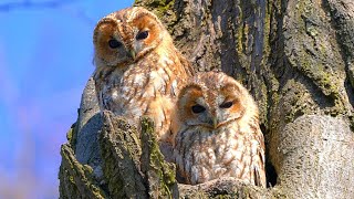 Tawny Owl Couple in a Tree Looking Down at Me [4K]