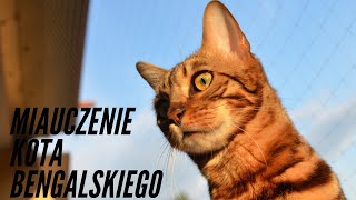 Kot Bengalski | miauczenie kota bengalskiego | gadający kot | Bengal cat