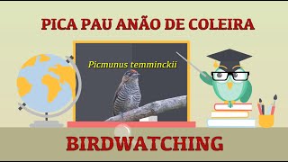 Observação de aves - VIDEO SOBRE OS PICA PAUS