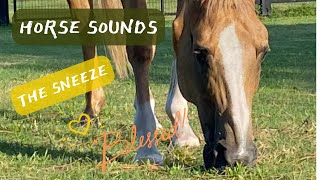 HORSE SOUNDS ~ “The sneeze” 🤧 so cute ☺️ BOLD & BEAUTIFUL #horse 🐎 #shorts