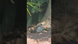 Australia 🇦🇺 #A cute Birdie Visiiting Backyard and playing with the Plants 🪴 #nature # #shortsviral