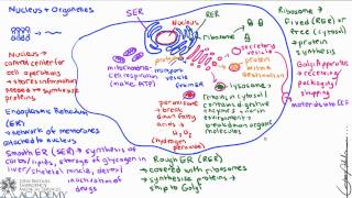 Nucleus and Organelles