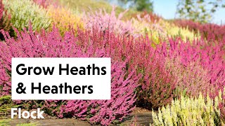 HEATHS & HEATHERS: Underrated Plants for 4-Season Color — Ep. 201