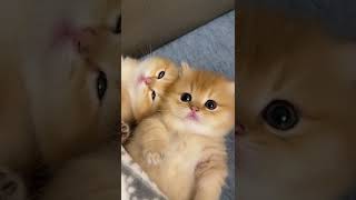 Lovely baby cat #youtubeshorts #pets #pet #cat #cats #cute