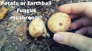 Common Earthball fungus mushroom