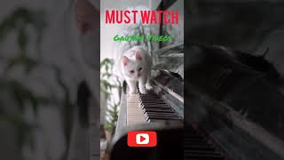 Cute Cat 🐈 Playing With 🎹 #shorts