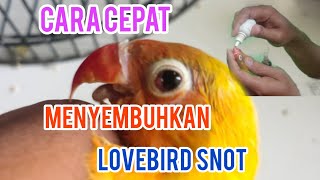 CARA CEPAT MENYEMBUKKAN, LOVE BIRD SNOT DAN LANGSUNG SEMBUH.