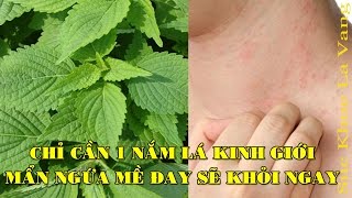 CHỈ CẦN 1 NẮM LÁ KINH GIỚI, MẨN NGỨA, MỀ ĐAY SẼ KHỎI NGAY SAU 5 PHÚT