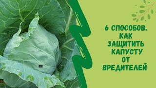 👌🐛6 способов которые помогут защитить капусту от вредителей