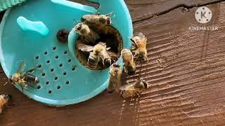 Bee swarms and beautiful pollinator fields. #swarmcommander #beekeeping # beekeeper