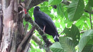 Crane Hawk | Geranospiza caerulescens | Gavilan Ranero