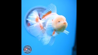 Lemon Head Red White Rose Tail Oranda 4-6 inches (240906_OR17)