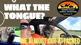 Drive Thru Safari | Hidden Valley Animal Adventure | We Almost Got Attacked