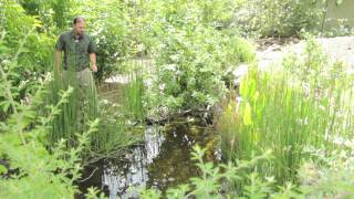 EQUISETUM - Natural BioFilter and Much More